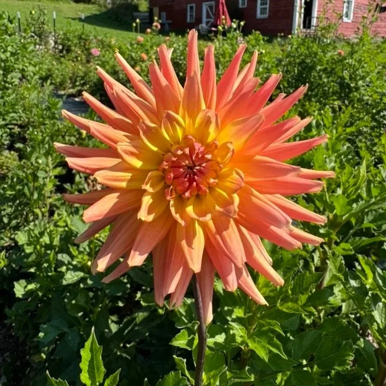 Bloomquist Karen G Dahlia