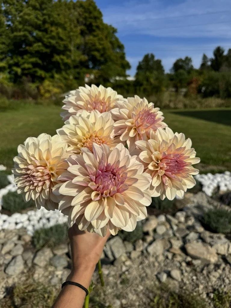 KA's® Penny Lane Dahlia