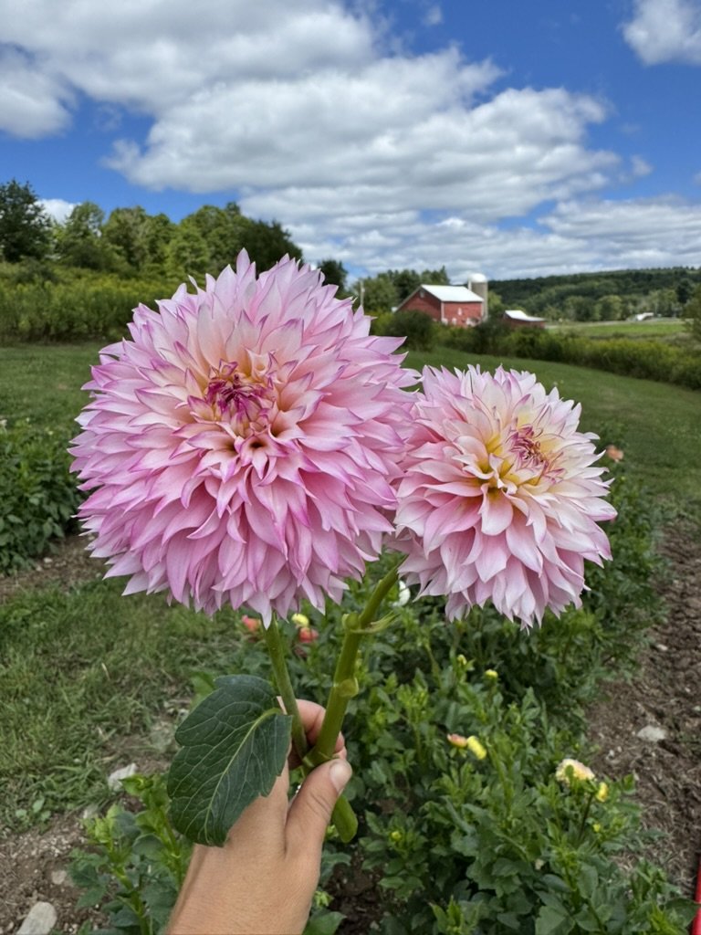 Hollyhill Pinkie dahlia