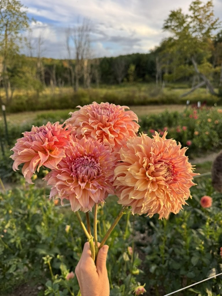 Summer Rain Dahlia