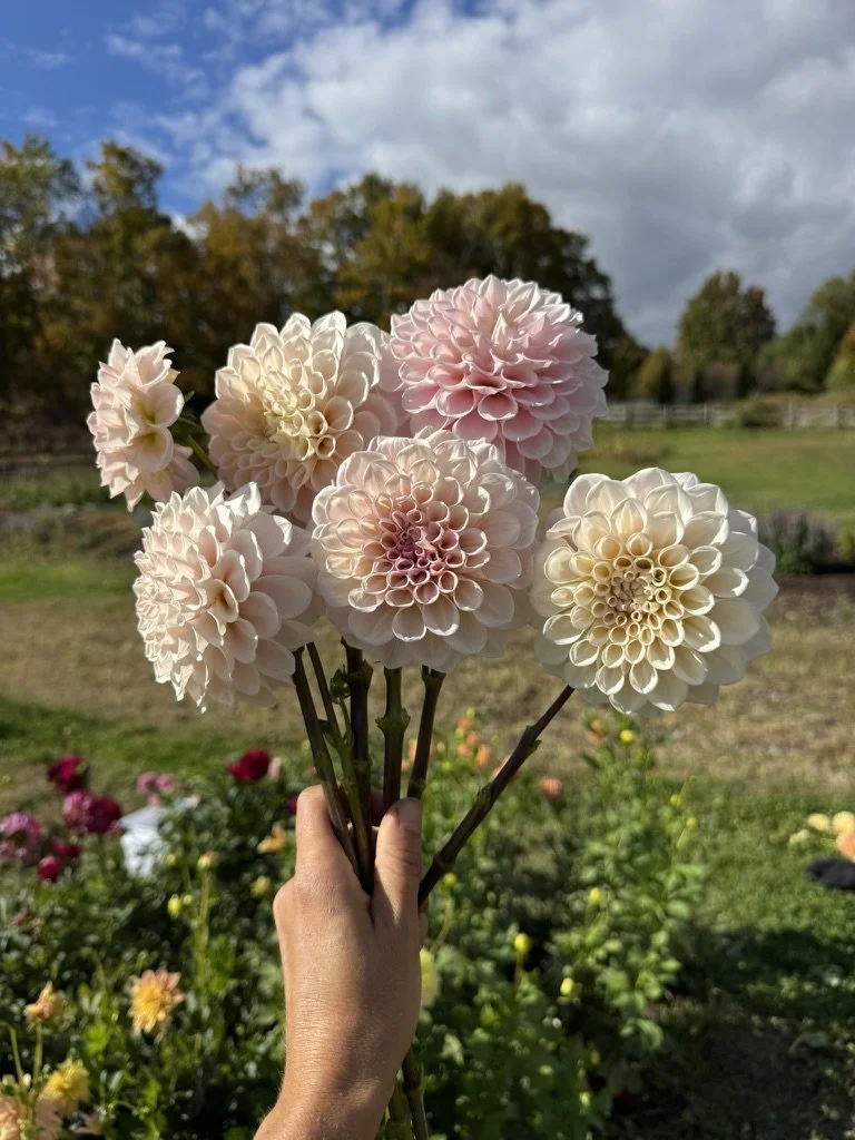 Sweet Nathalie Dahlia