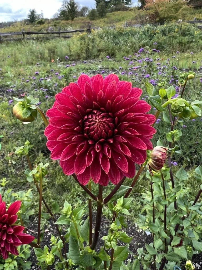 KA's® Rosie Jo Dahlia