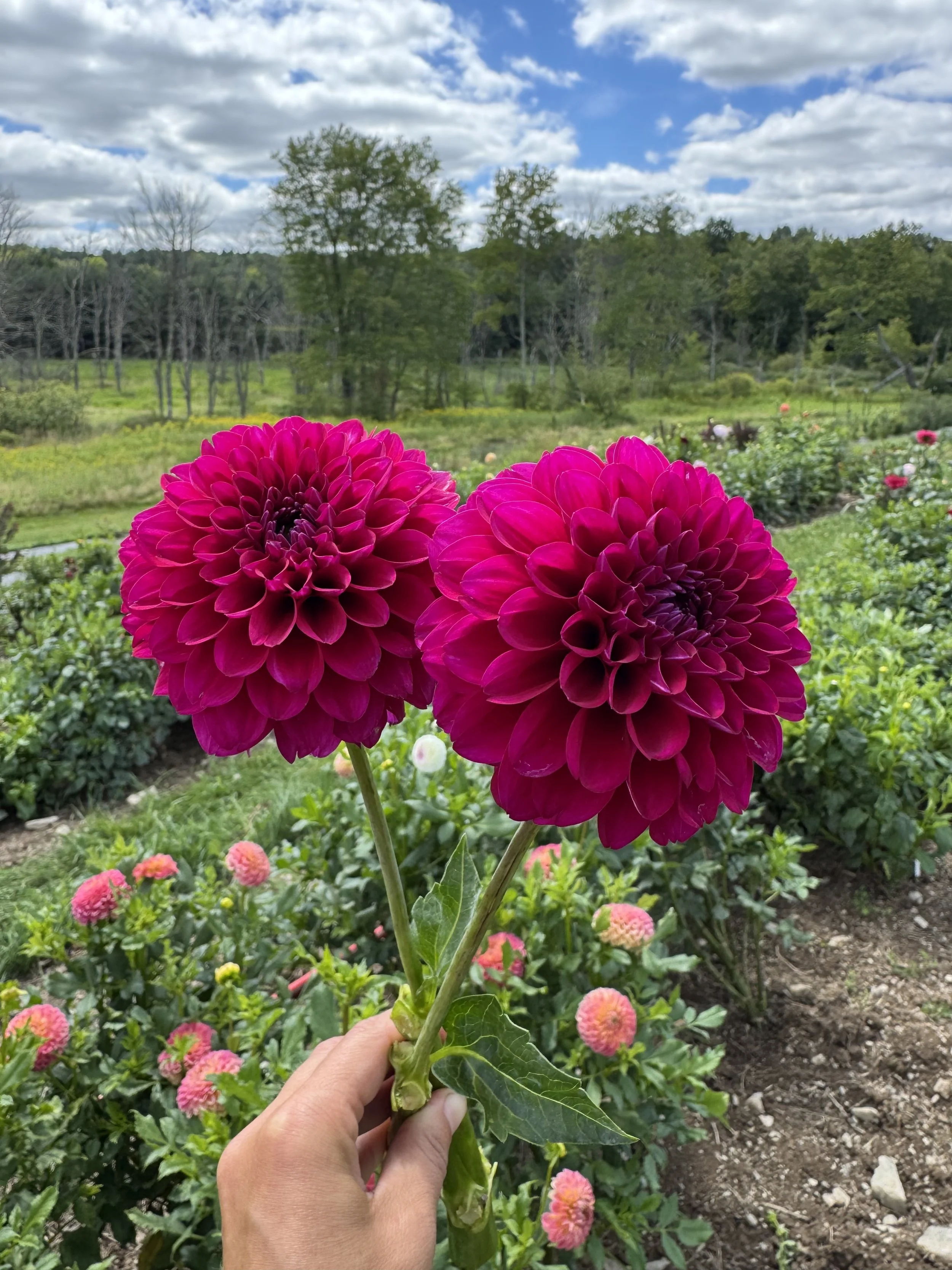 Hollyhill Berry Purple Dahlia