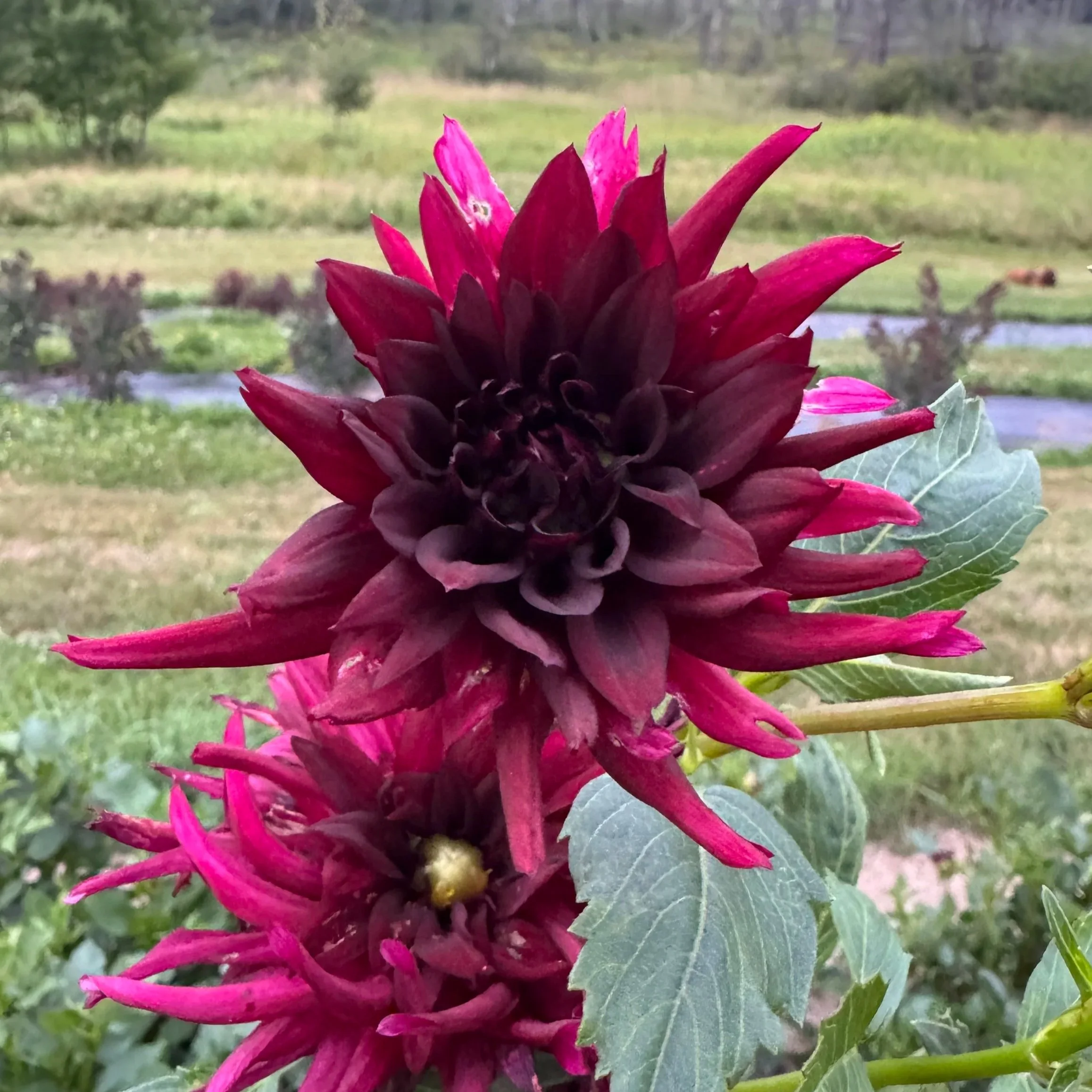 Black Wizard Dahlia