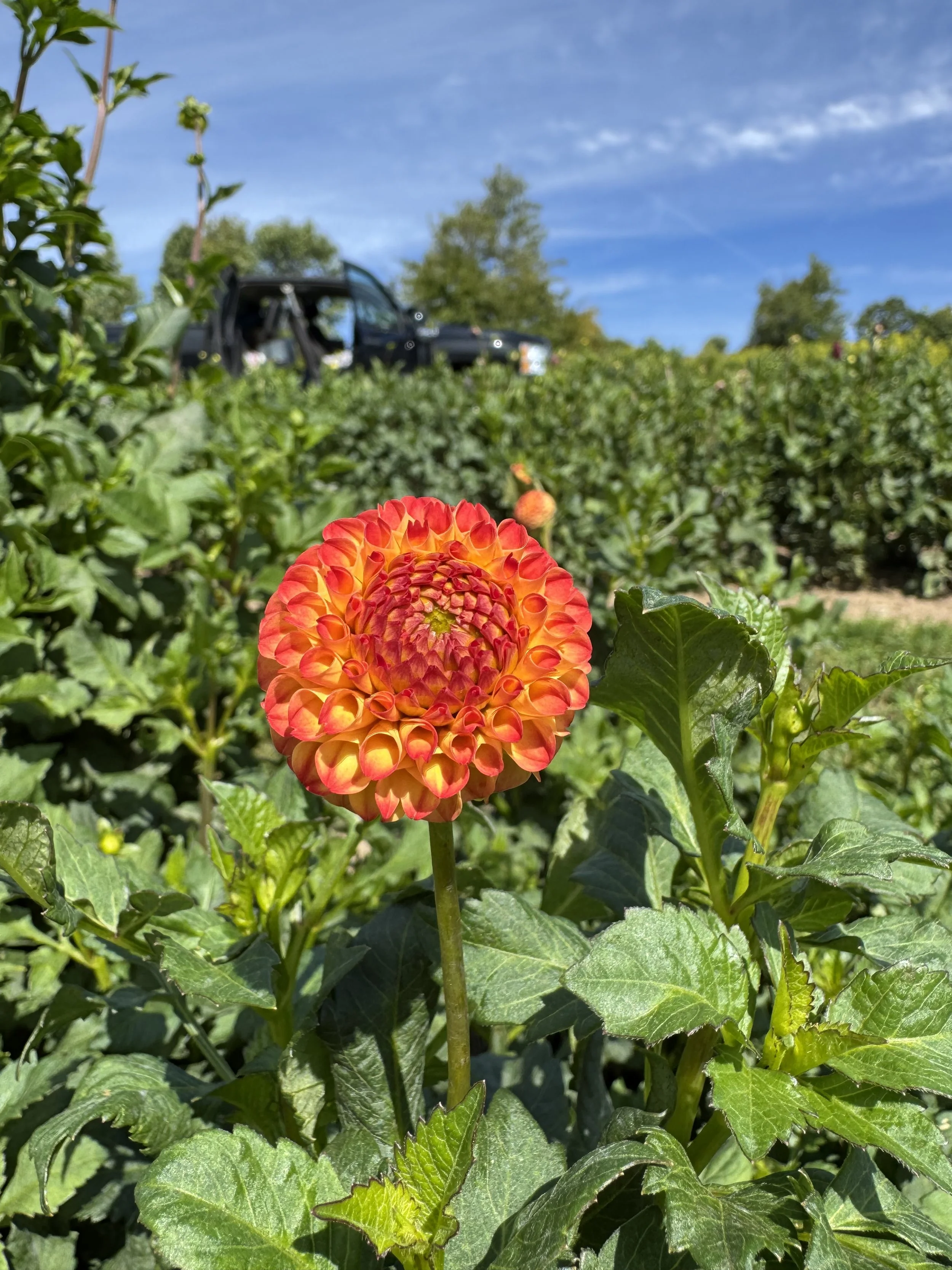 Ginger Willo Dahlia