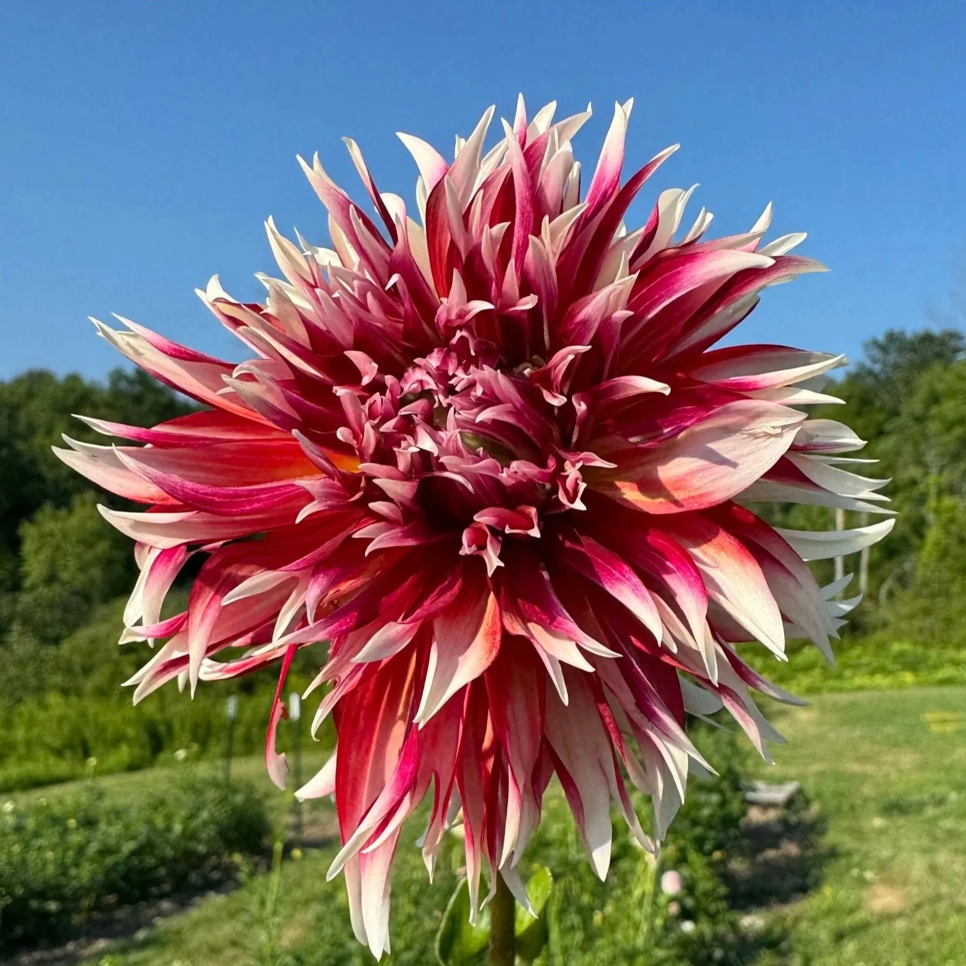 Bloomquist Firecracker Dahlia