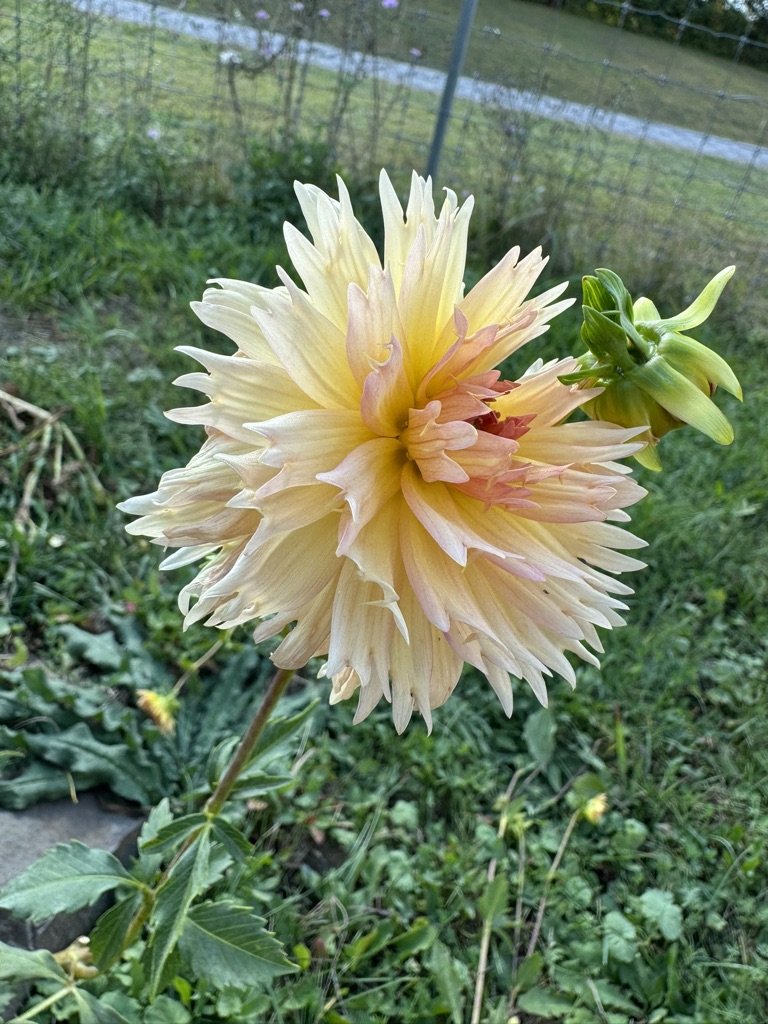 Lakeview Peach Fuzz Dahlia