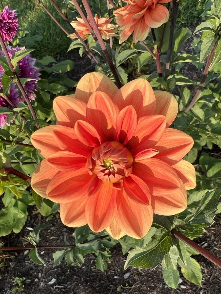 Teddy Dahlia