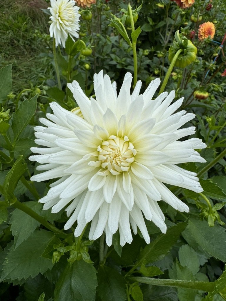 All Triumph Dahlia
