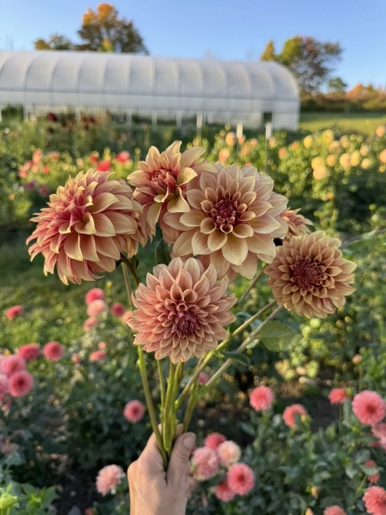 KA's® Creme Brulee Dahlia