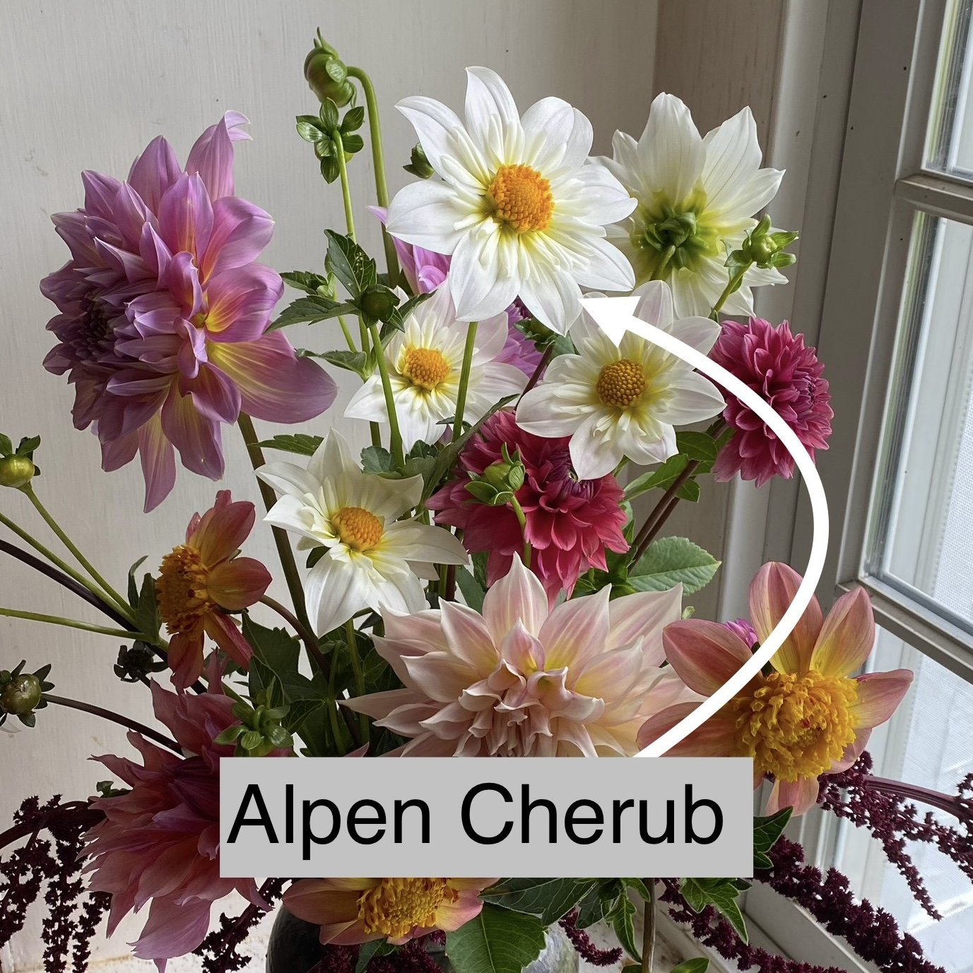 Alpen Cherub