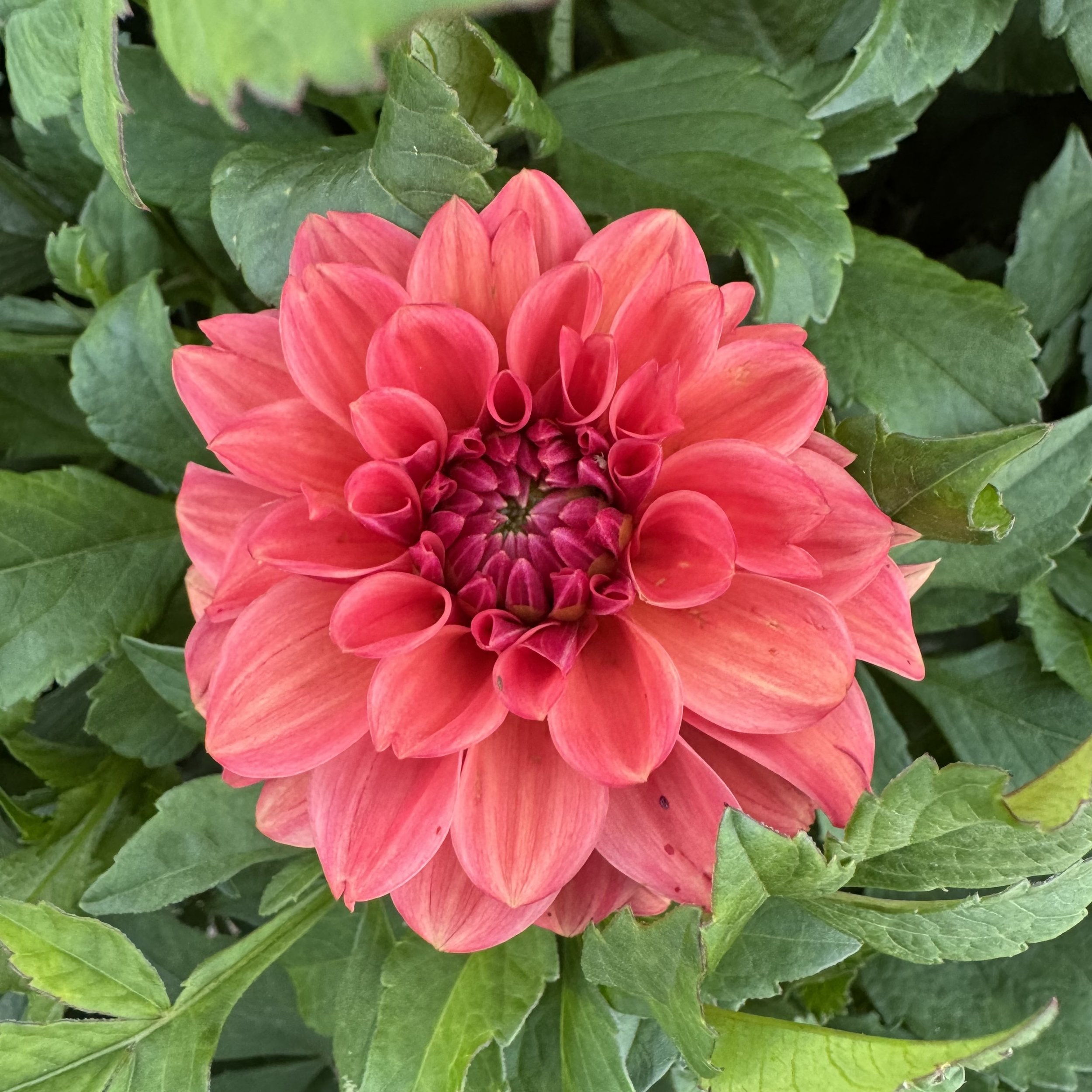 Iced Tea Dahlia