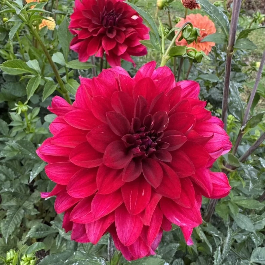Harvey's Red Gem Dahlia