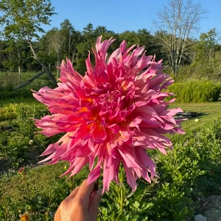 Omega Dahlia