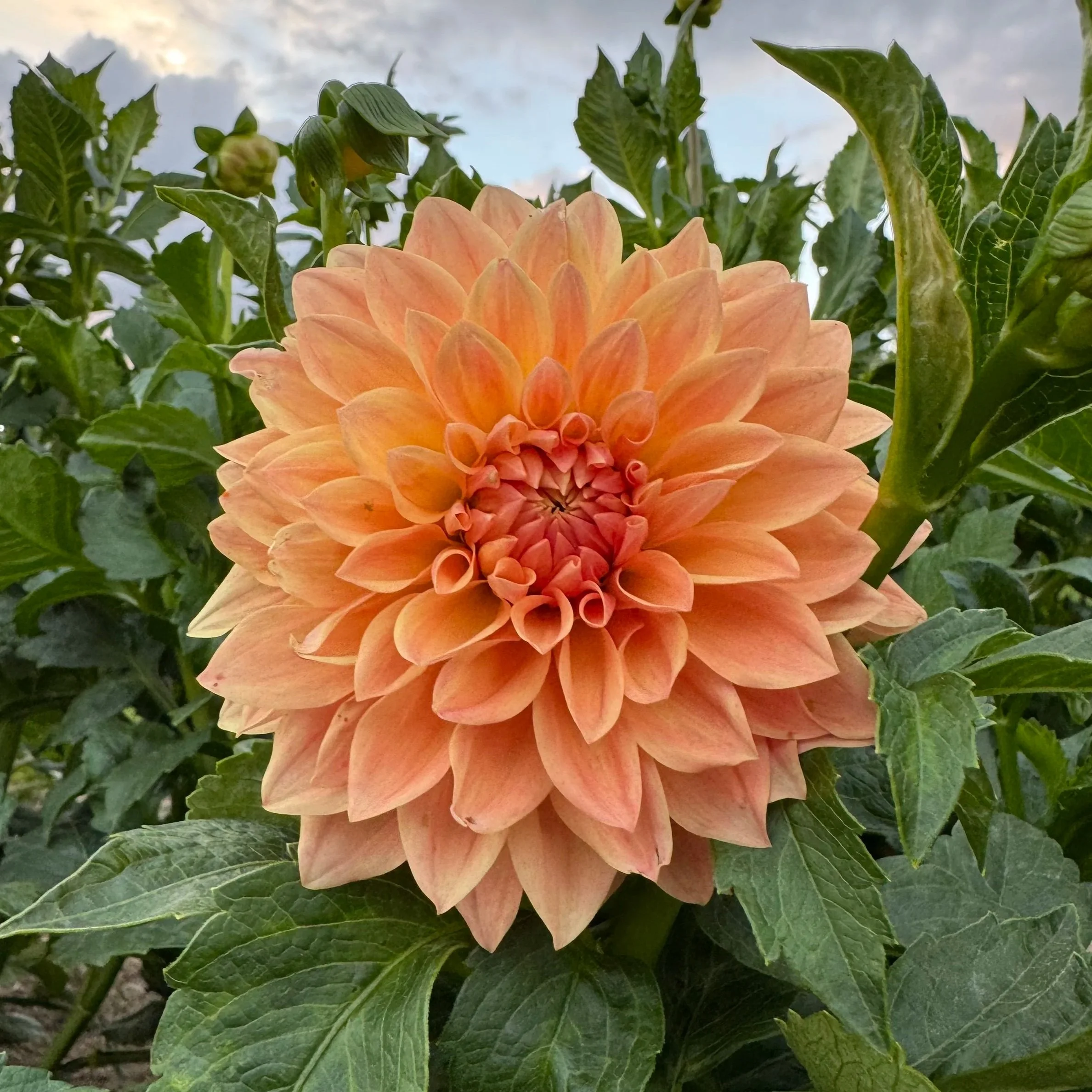 Hamilton Lillian Dahlia