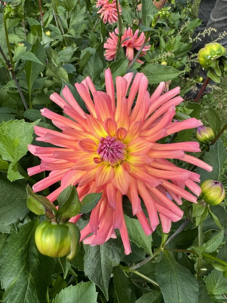 Maui Dahlia