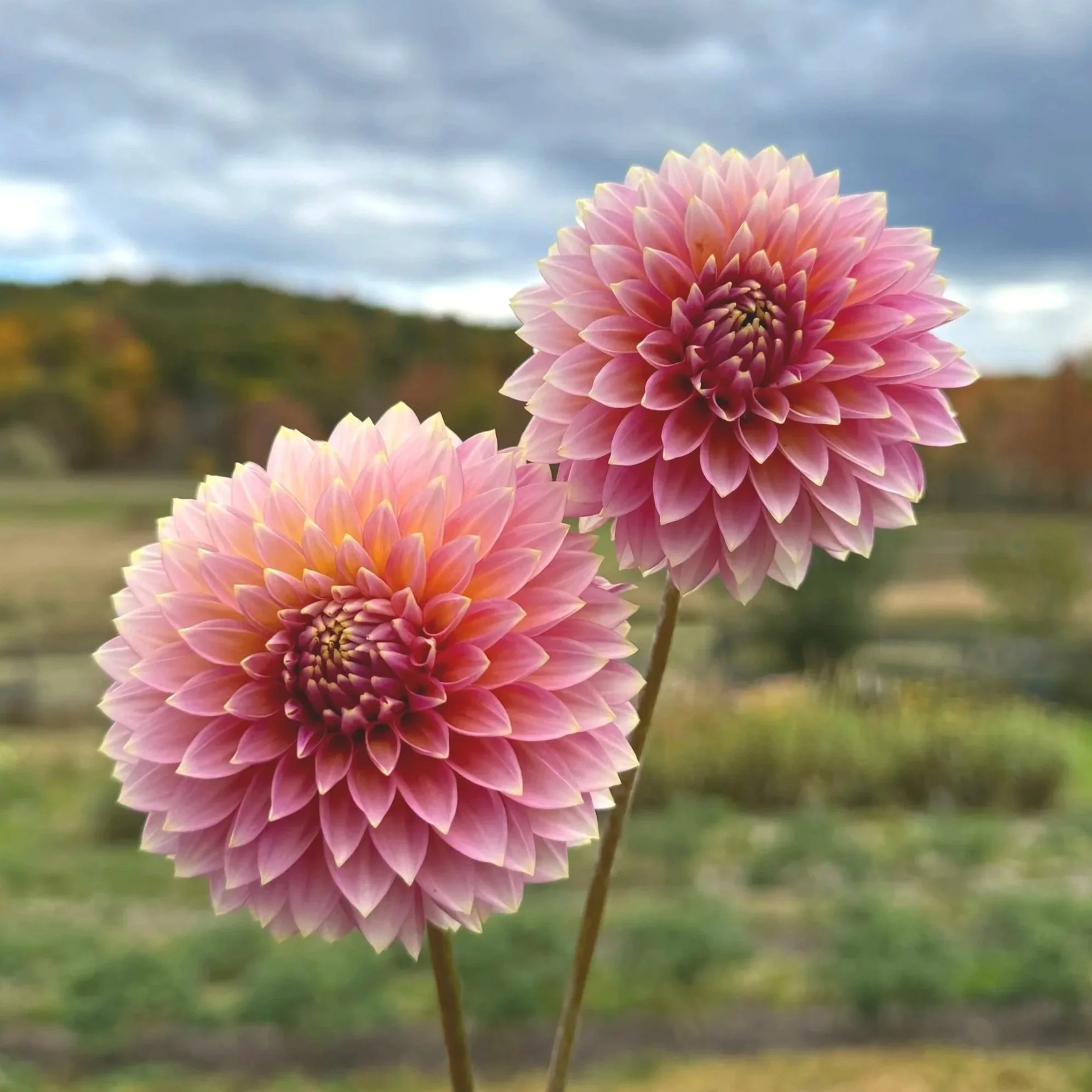 Bloomquist Mojo Dahlia