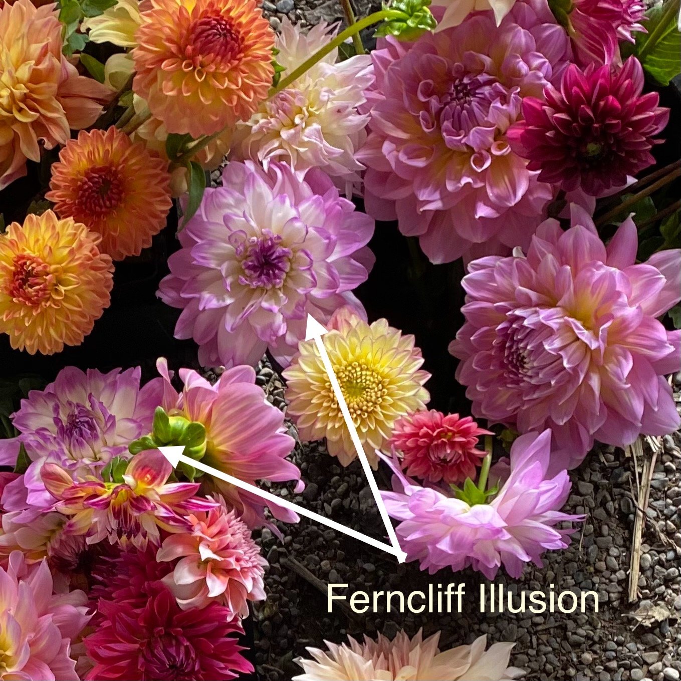 Ferncliff Illusion