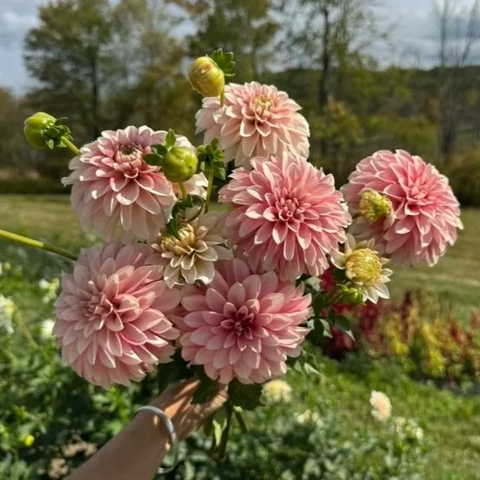 KA's® Mocha Jo Dahlia