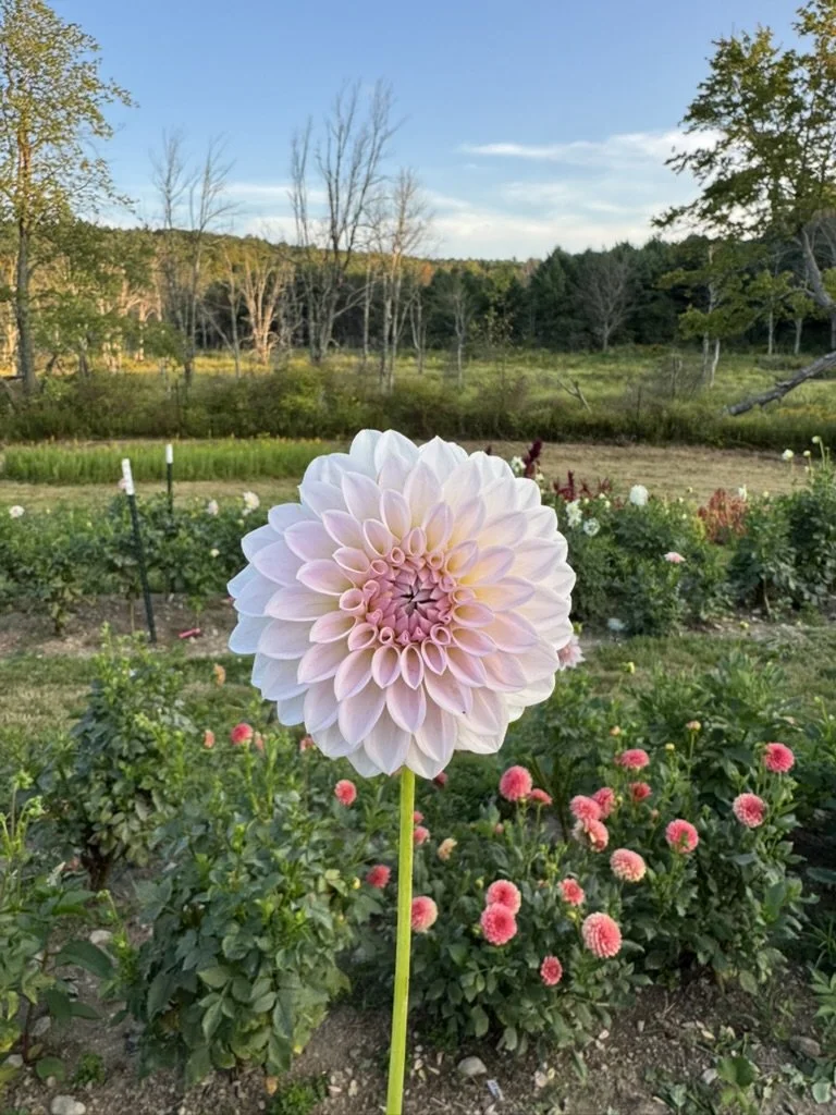 Bloomquist Tory Dahlia