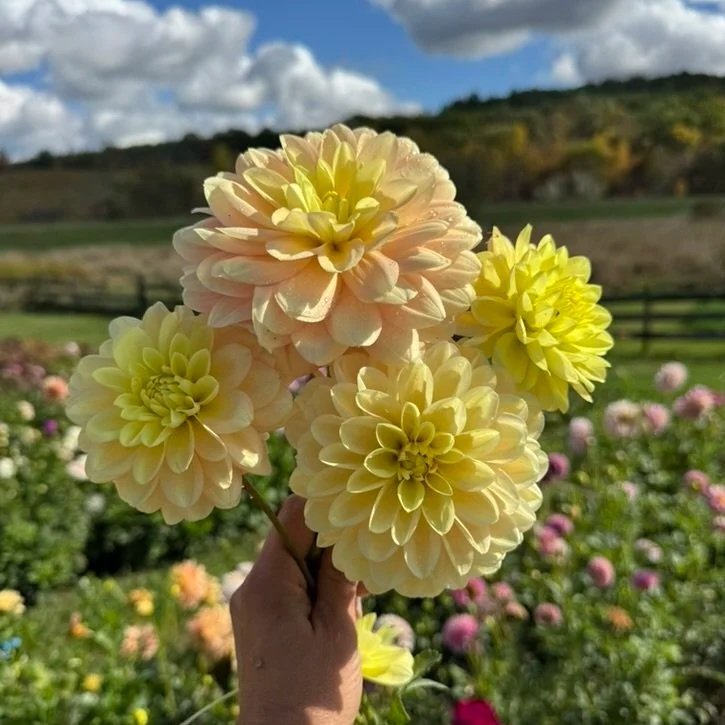 Sheer Heaven Dahlia