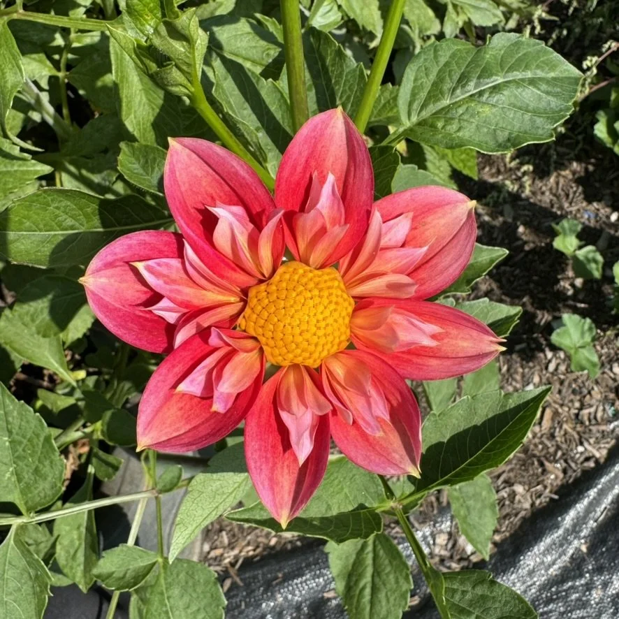 Pipsqueak Dahlia
