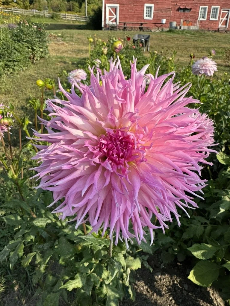 Wyn's Mauve Mist Dahlia