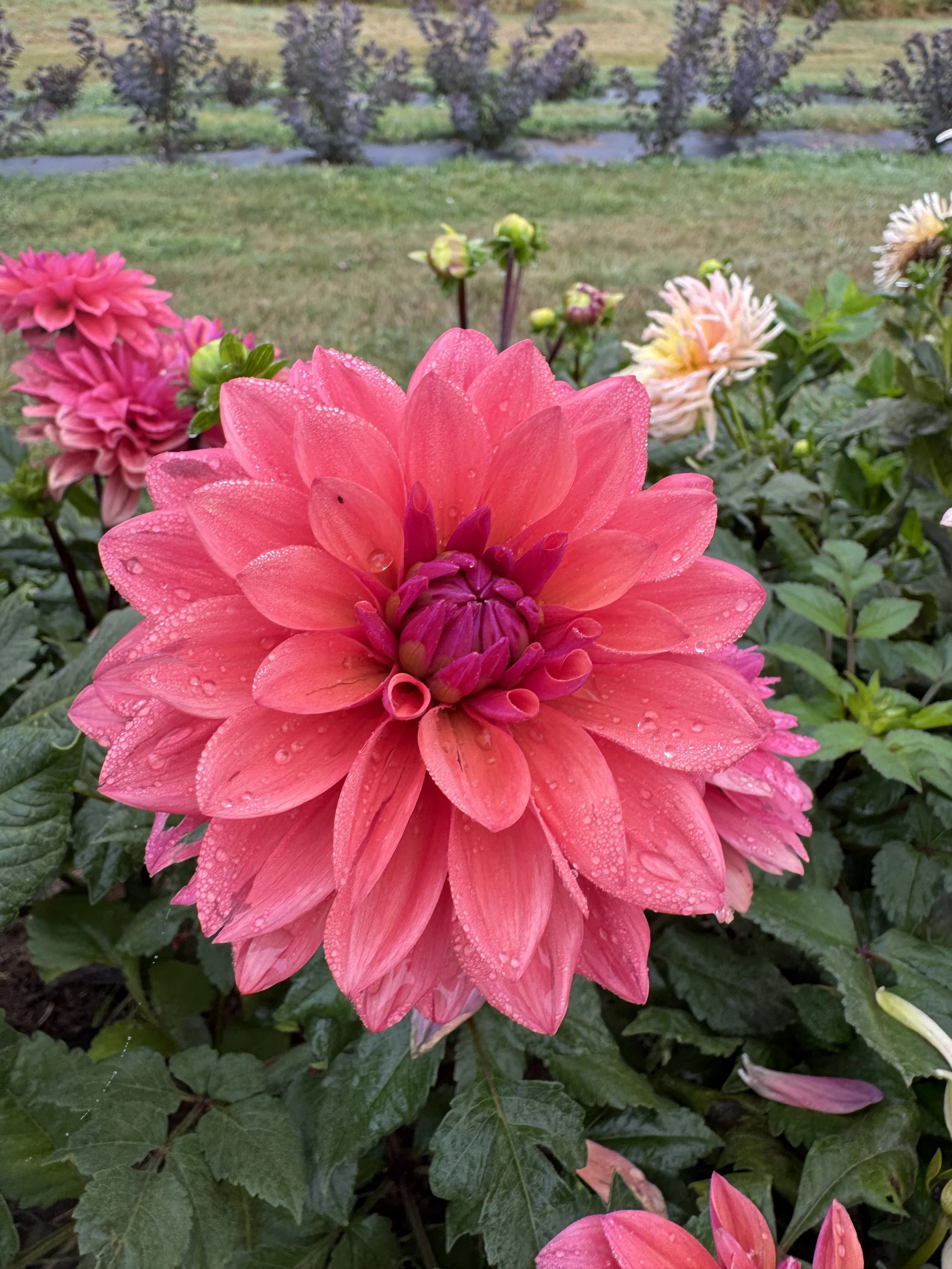 American Dawn Dahlia