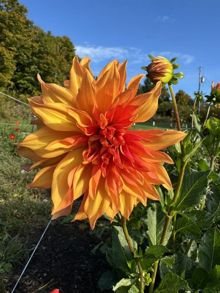 Bloomquist Blastoff Dahlia