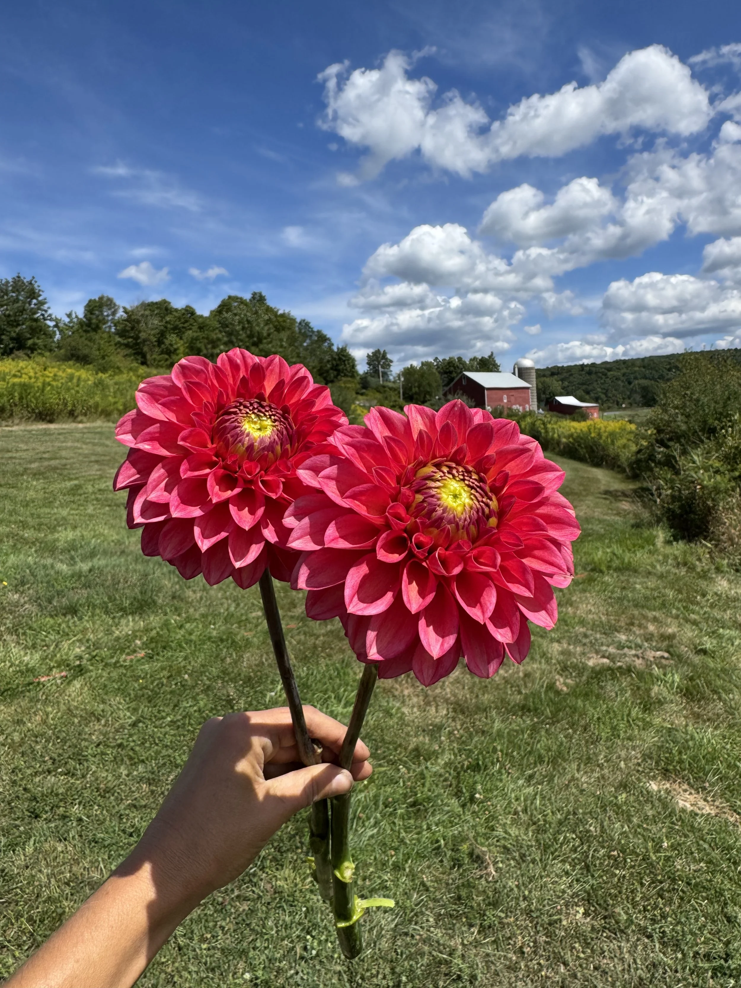 Camano Mystery Dahlia
