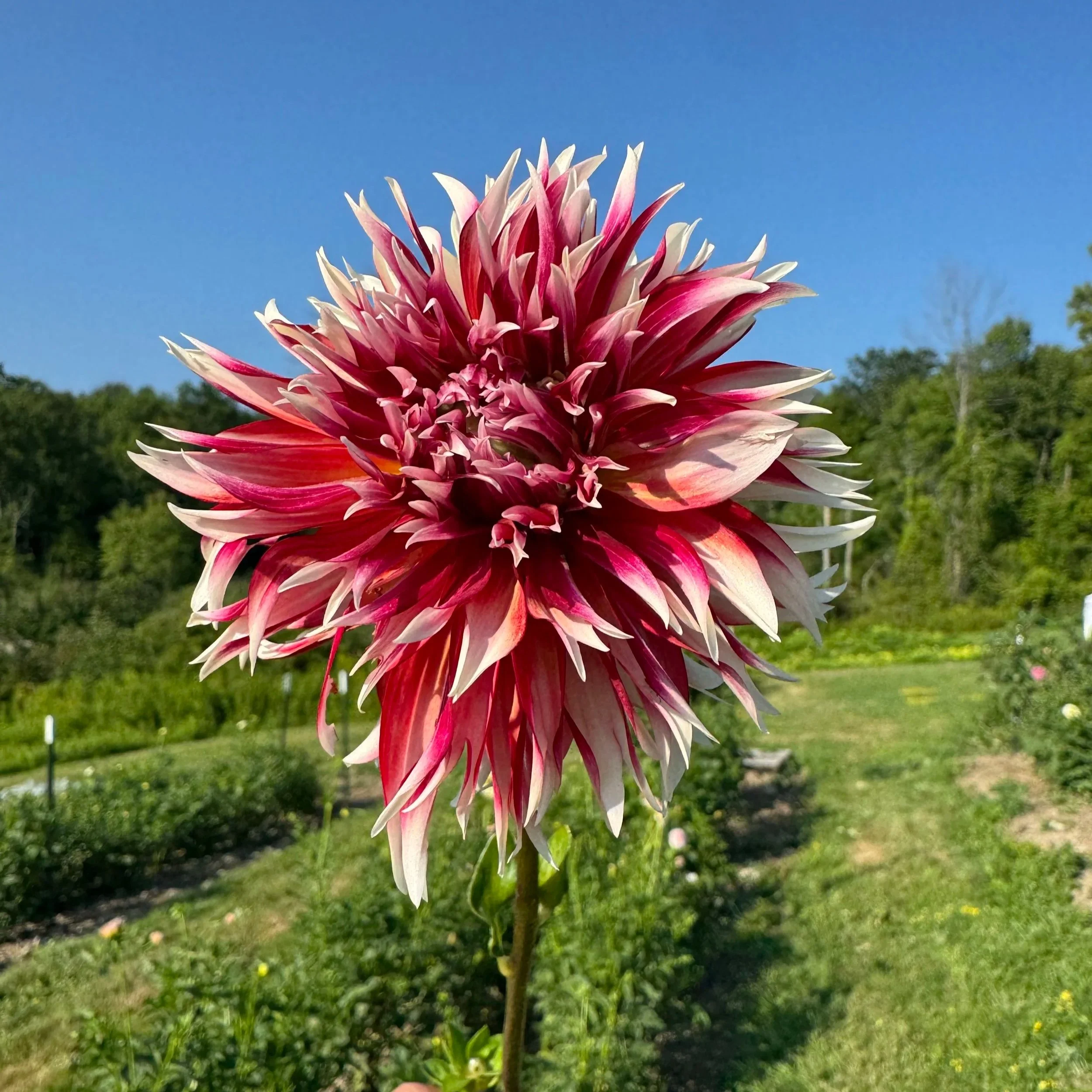 Bloomquist Firecracker Dahlia