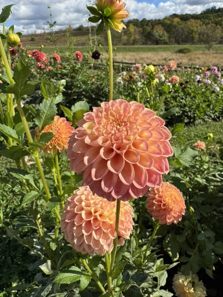Snoho Doris Dahlia