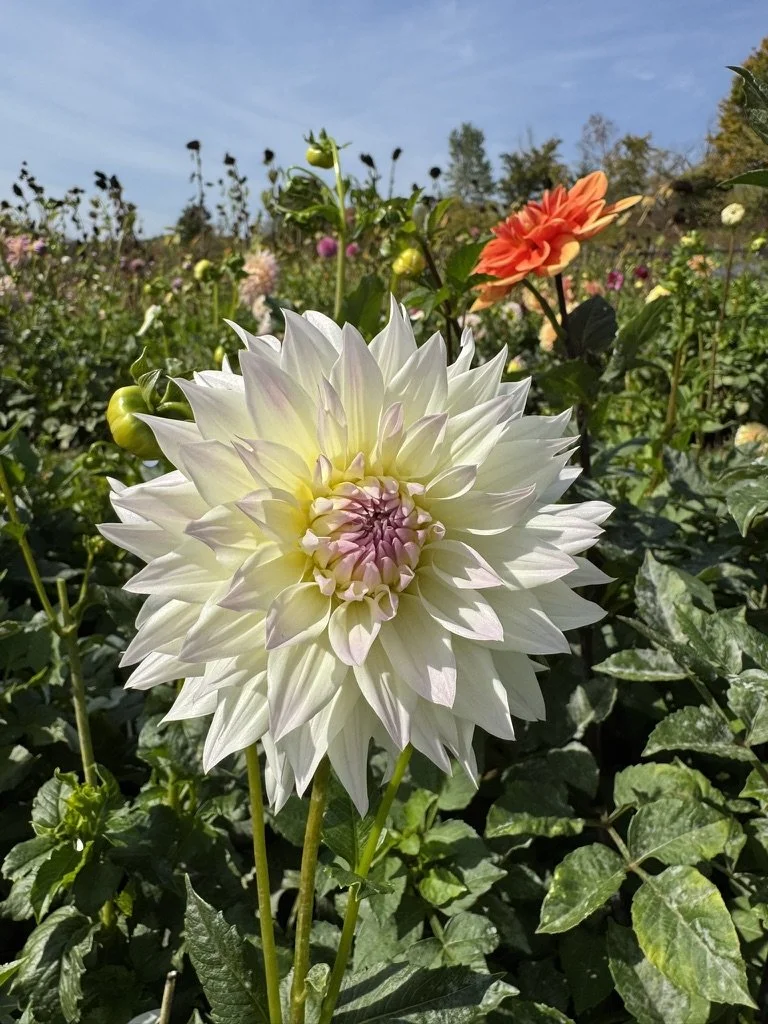 Tahoma Early Dawn Dahlia