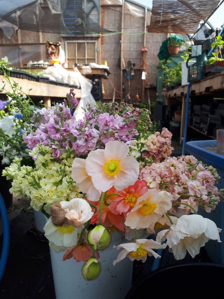 Grower's Choice Flower Bucket