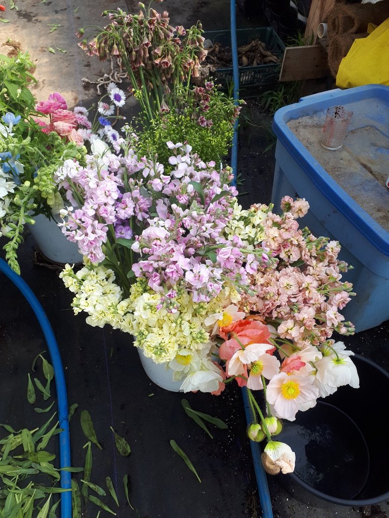 Freshly harvested Grower's Choice flower bucket