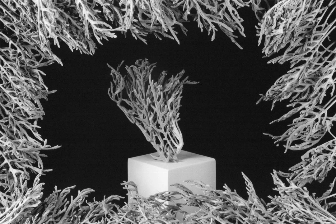 Dan Root Jacobaea Maritima, 