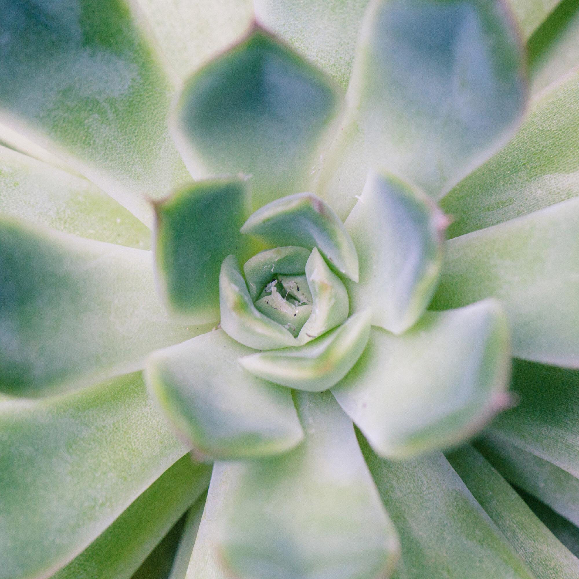 Succulent Print