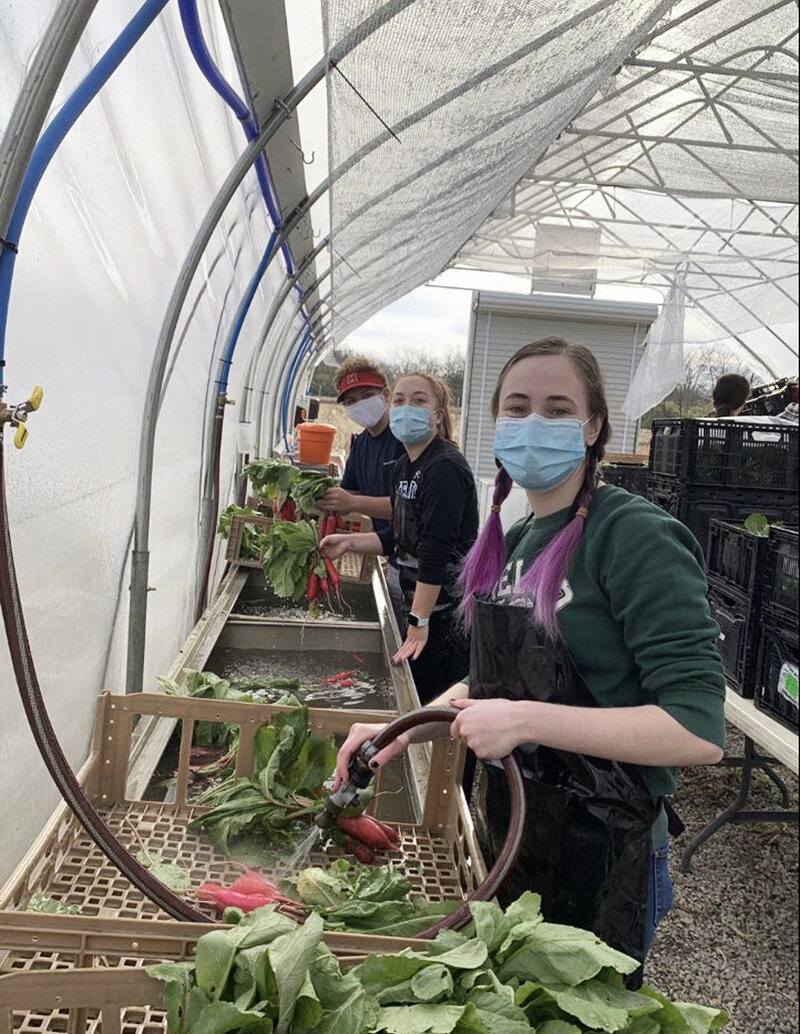 Miami students work in a farm greenhouse.jpg