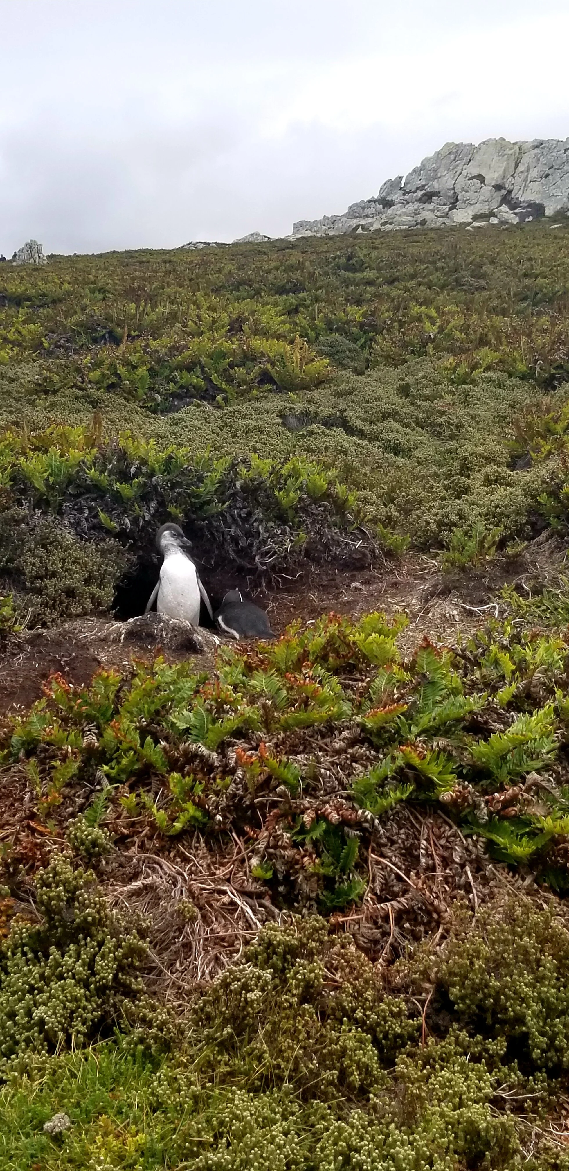 Penguins in Port Stanley, Falkland Islands
