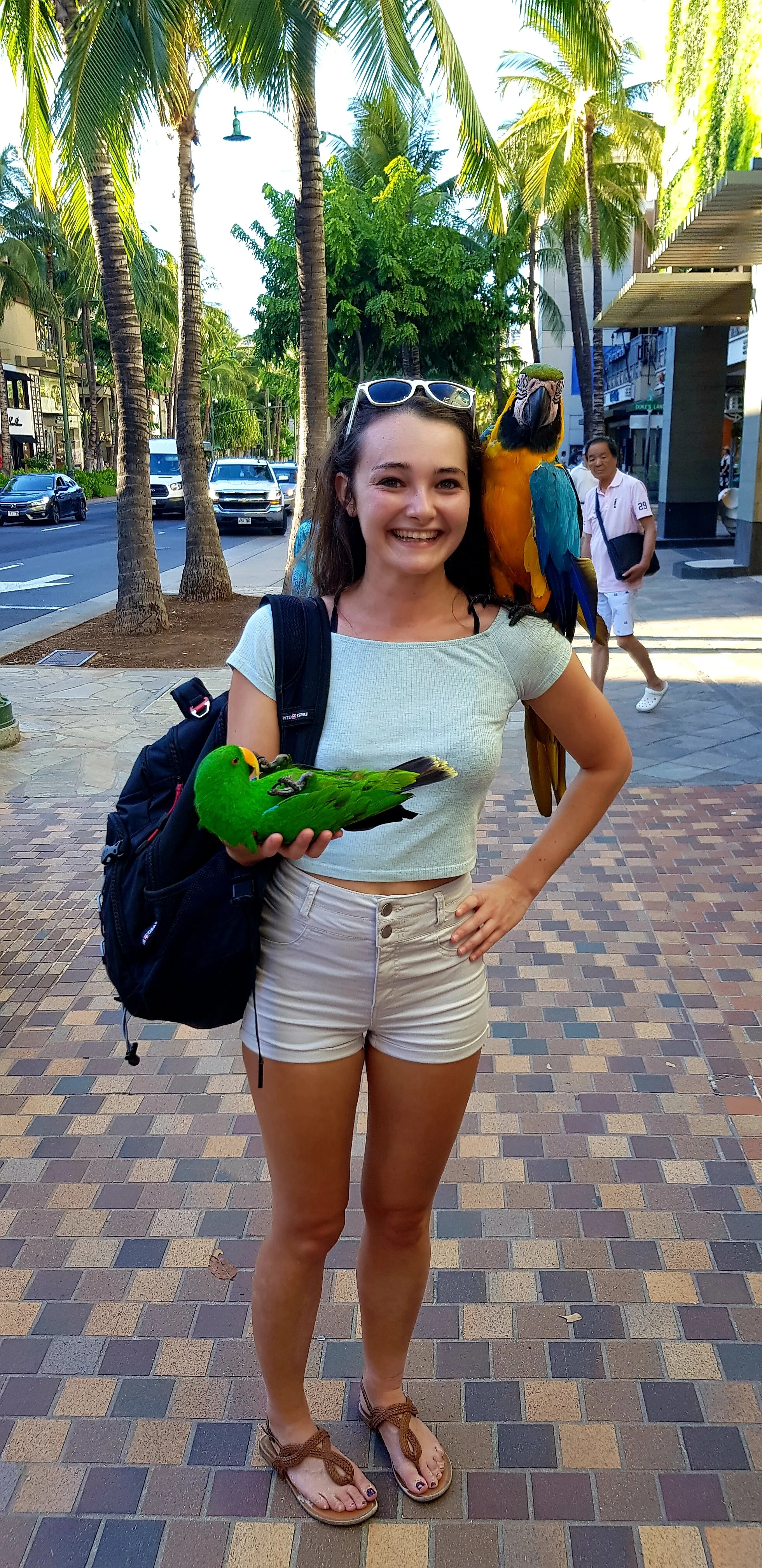 Parrots at Waikiki Beach- Honolulu, Hawaii