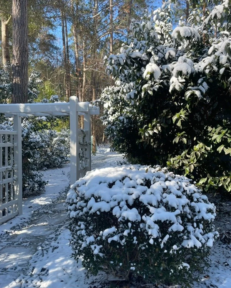 Snow in South Carolina! 
We may not have had a white Christmas, but instead we had a white Groundhog's Day in Bluffton SC! It's very unusual in this semi-topical climate to have freezing temperatures, let alone snow! And we've had a series of unusual