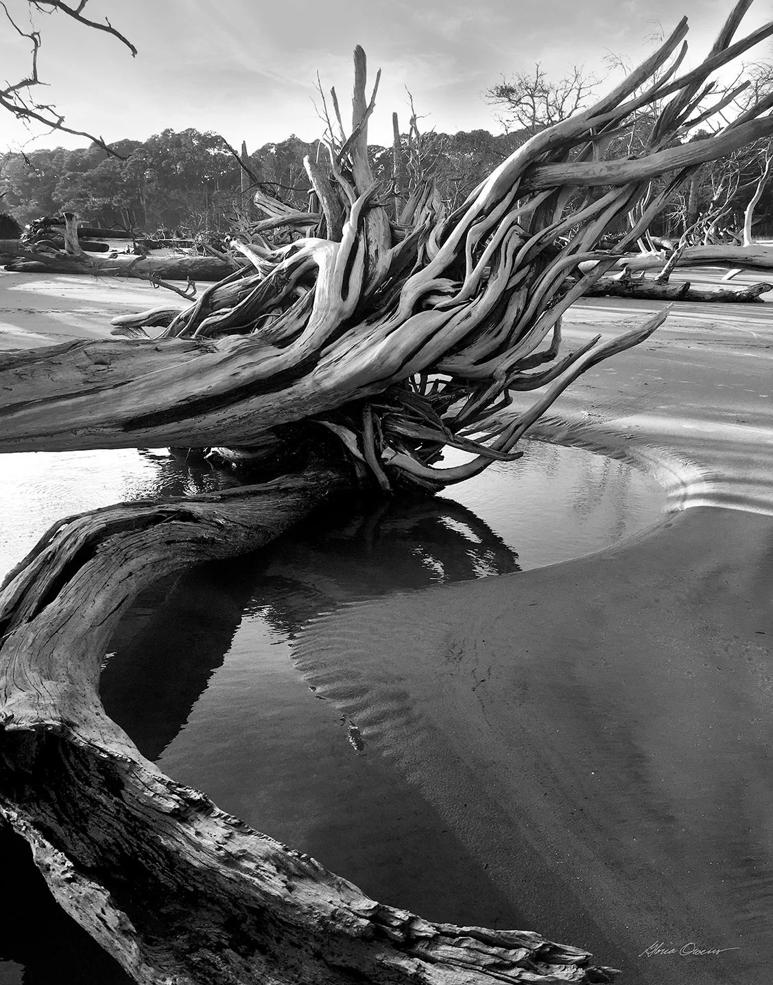 Sneak peek at the my photographic piece that will be showing @sobagallery in March when we open at our NEW SPACE at 7 Church St., Bluffton, SC on March 3rd. 

This B&amp;W photo, printed on 12 x 16 canvas, is called "Twister Sister" and was