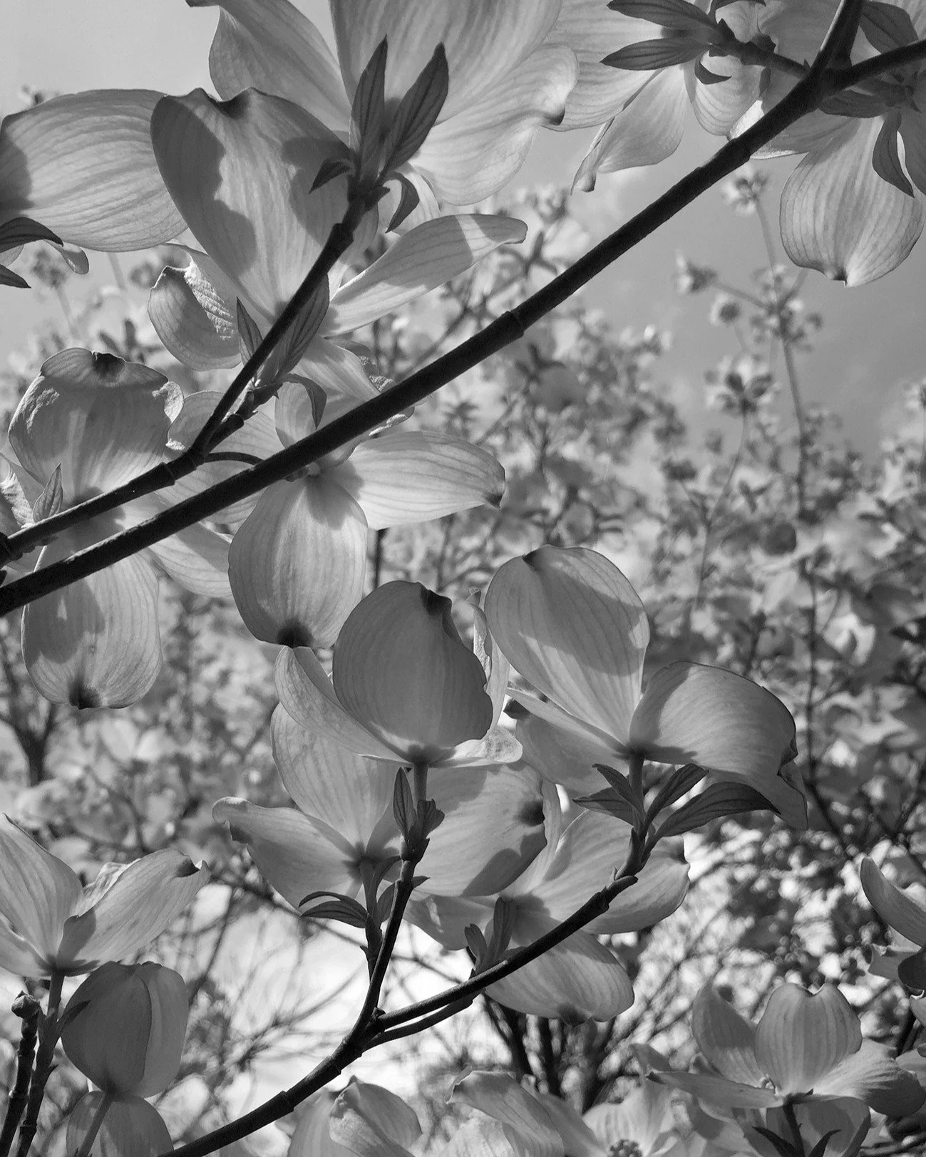 Come check out my fine art photography at SOBA, The Society of Bluffton Artists @sobagallery on Saturday afternoon, 4/11 from 1:00-5:00pm. 

We're celebrating the official GRAND OPENING of our new space at 7 Church St. in Old Town Bluffton, SC. There