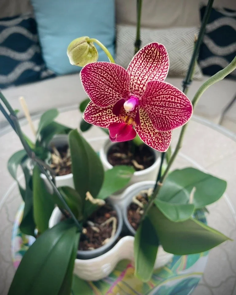 Orchid Killer or Orchid Whisperer? 
For many seasons I've tired unsuccessfully to re-bloom an orchid plant. 

I've over-watered, under-watered, misted, and babied my orchids with fertilizer, draft-free windowsills and more. I've staked the stalks, cu