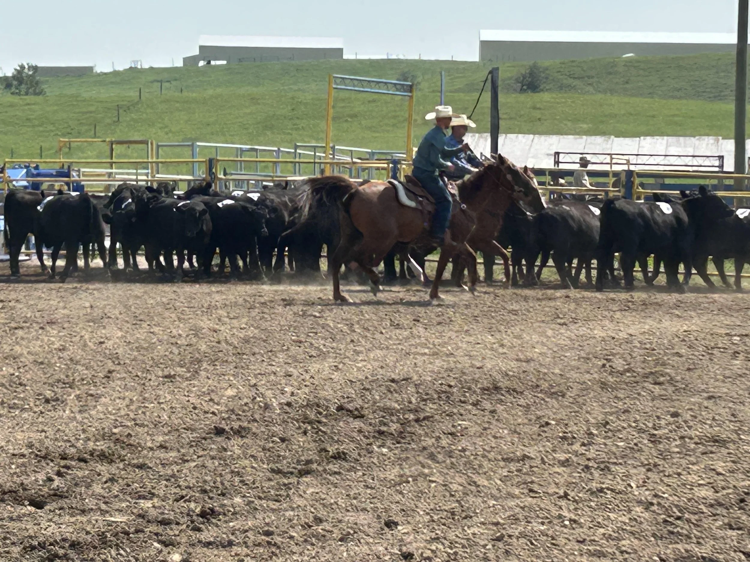 RHC-cattle_2026.jpg