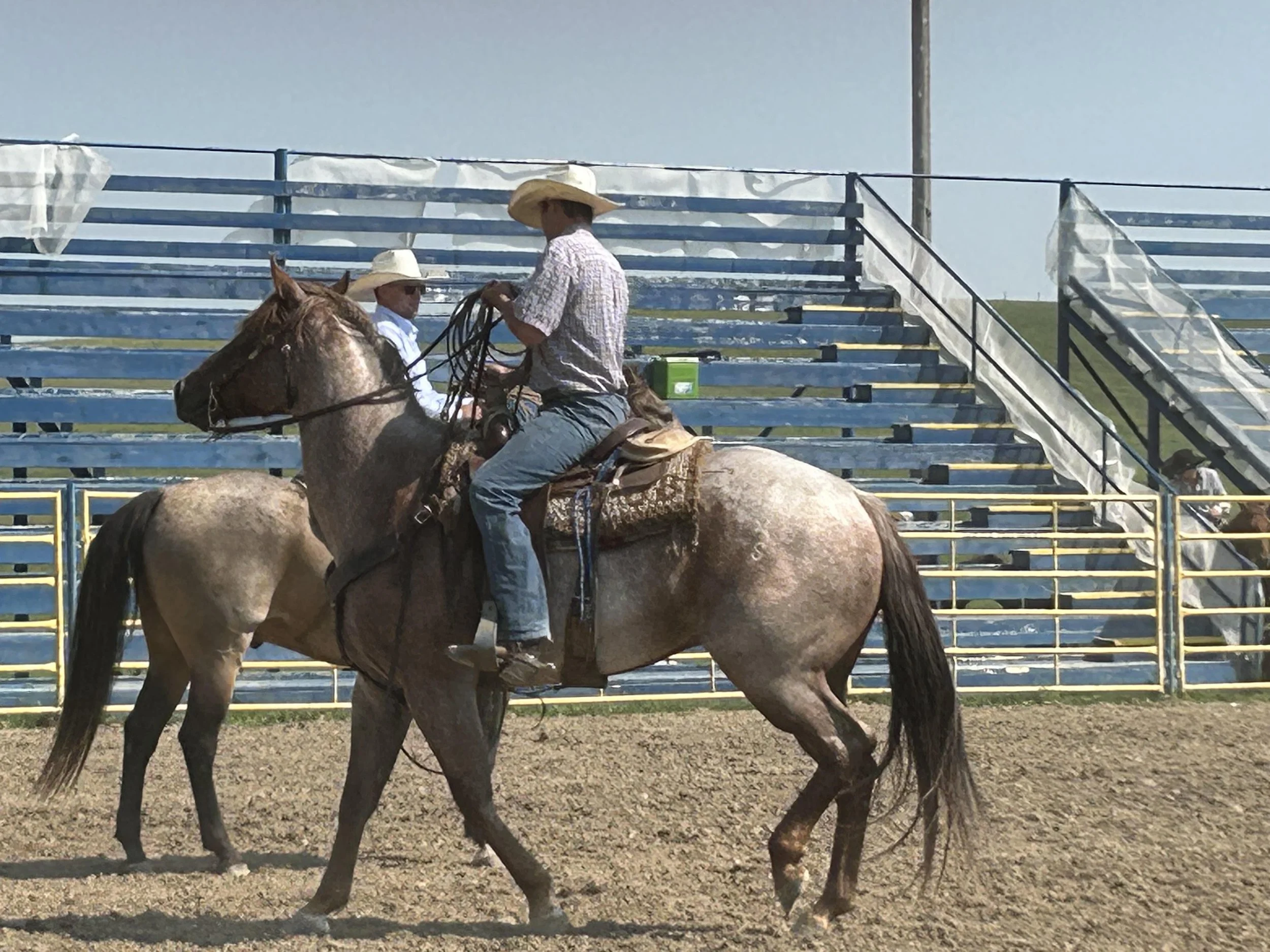 RHC-horses_2026.jpg