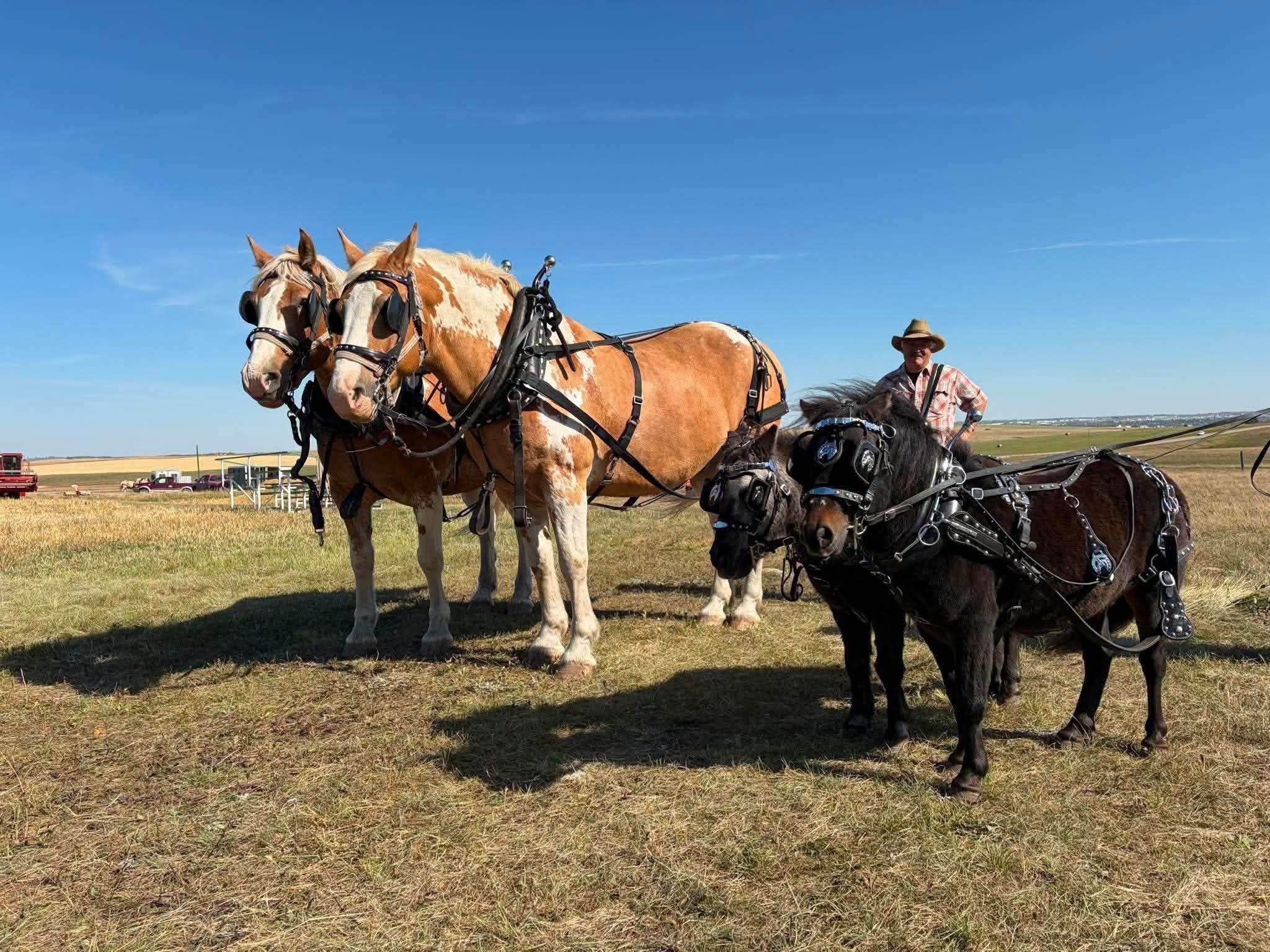 AOTH_Horses1_2026.jpg
