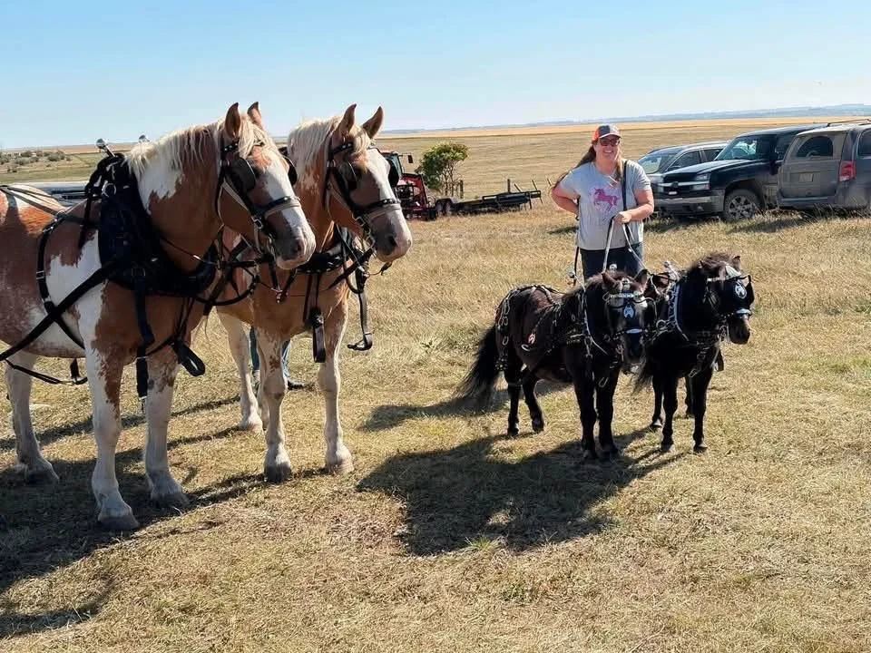AOTH_Horses2_2026.jpg