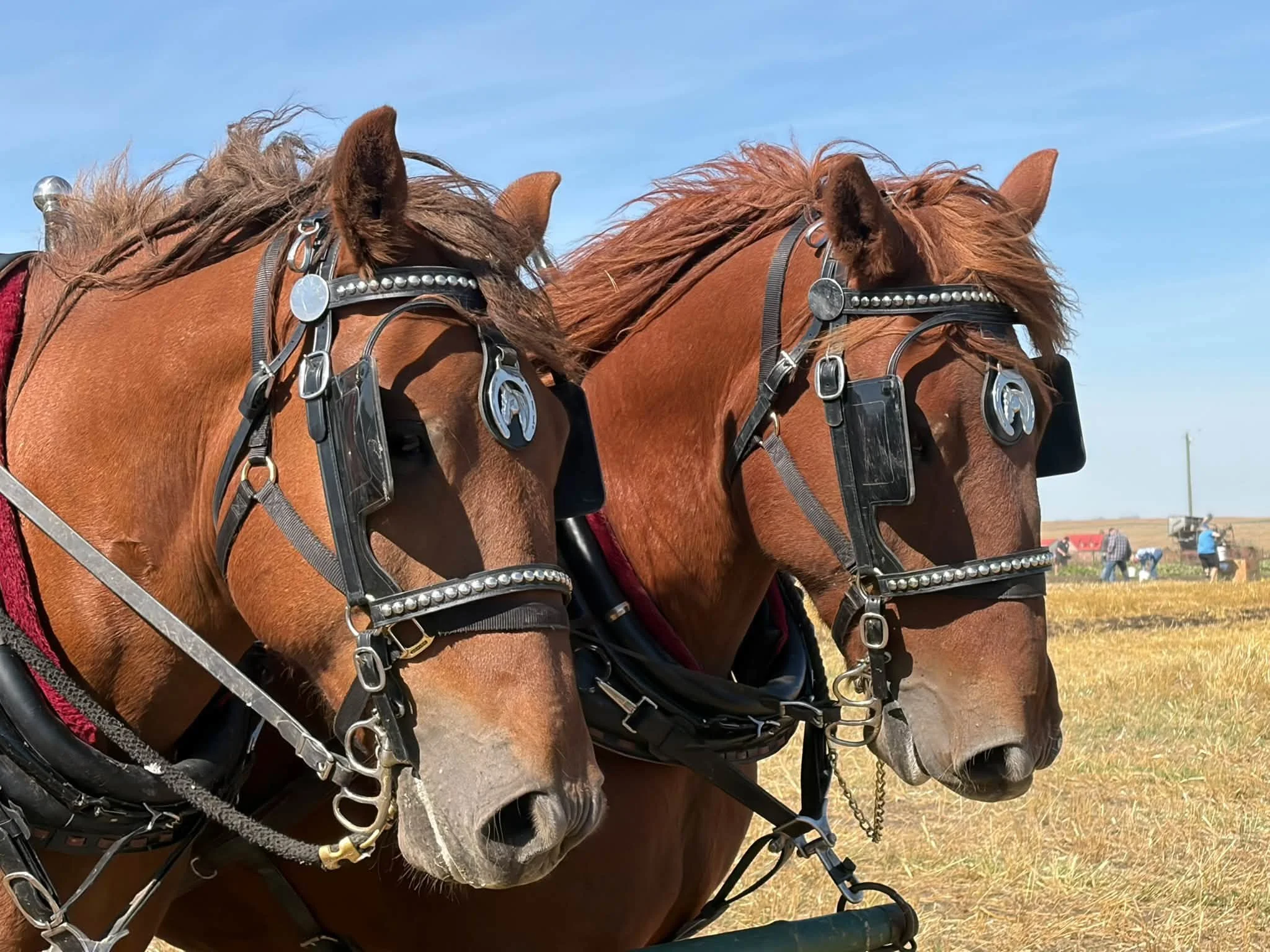 AOTH_Horses3_2026.jpg