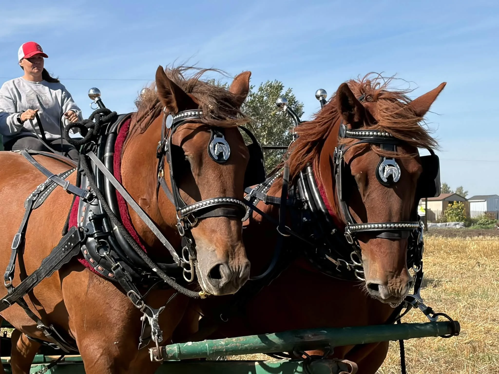 AOTH_Horses4_2026.jpg